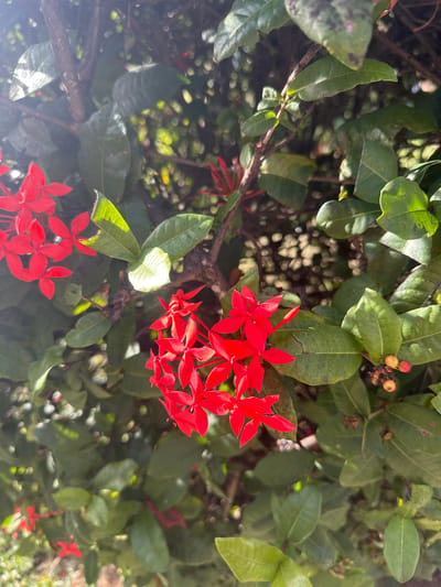 The image shows a close-up view of Ixora flowers (also known as jungle geranium or flame of the woods) with green foliage in Le Gosier, France. The flowers are bright red and clustered together. The leaves are glossy and green, with some showing signs of insect damage. The background is blurred, suggesting a shallow depth of field. The lighting is bright and sunny.