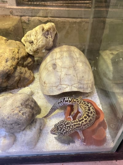 A leopard gecko rests on a small orange reptile hide in a glass terrarium. The terrarium contains sandy substrate, several large rocks, and a large, pale turtle shell as a decorative element. The gecko is yellow with black spots and appears to be in good health. The terrarium is likely a pet enclosure. There is no indication of location in Rengat, Indonesia.