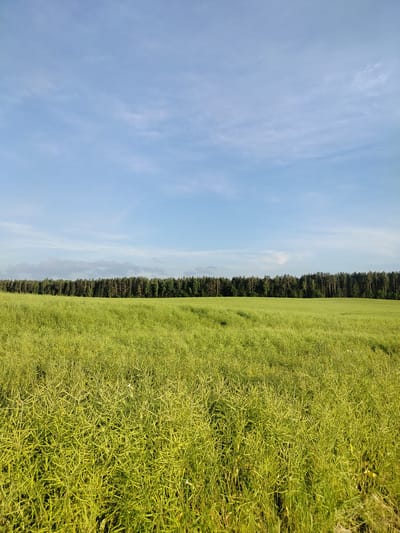 A wide-angle, full-shot photograph captures a rural landscape under a bright blue sky with scattered white clouds. The foreground is dominated by a dense field of tall, bright green grass or a similar crop, appearing dry and ready for harvest. This vibrant green expanse stretches across the entire lower half of the image. In the middle ground, a line of dense, dark green coniferous trees forms a distinct horizon, separating the field from the sky. The background consists of a clear, pale blue sky with wispy white clouds, particularly concentrated in the upper left quadrant. The overall scene is one of an open, agricultural area. The image was taken in Astrashitskagaradokski rural council, Belarus.