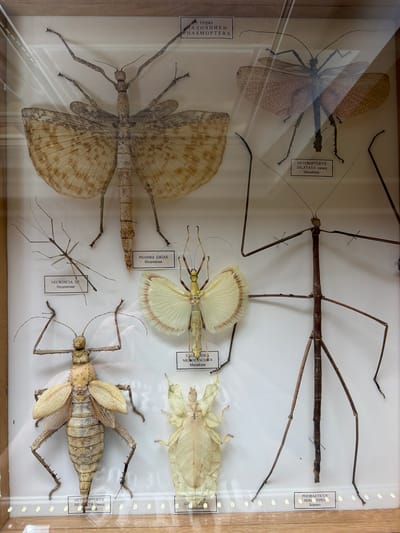 This image is a photograph of a glass-covered display case containing several preserved insect specimens, primarily stick insects and a large winged insect. The specimens are arranged in a museum-like exhibition. Labels written in Russian are visible beneath some of the insects. The lighting suggests an indoor environment. There are no people visible in the image. The overall scene is one of a static display of natural history specimens. There is no information in the image that suggests a location in the city of Akatovo, Russia.