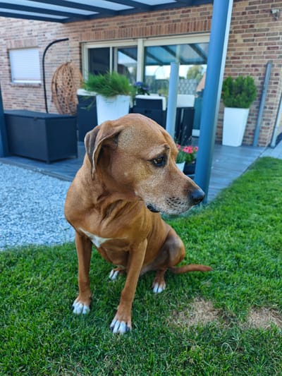 A medium shot shows a medium-sized brown dog with a white patch on its chest, sitting on a green lawn. The dog is facing to the right of the frame with its head turned to look back over its right shoulder. Behind the dog, a patio area is visible, with a brick wall, a modern awning with dark beams, and a dark storage box. Two white planters containing green plants are also present. The scene appears to be located in a residential backyard, possibly in Fürstenwald, Germany, given the architectural style and landscaping. The lighting suggests it is daytime, with natural light illuminating the scene. There are no people visible in the image.