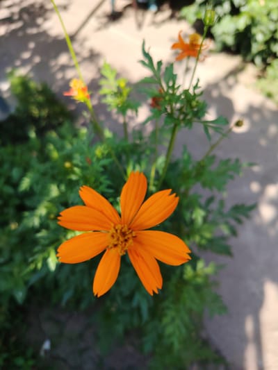 An overhead, medium shot captures a bright orange cosmos flower in sharp focus, its petals slightly notched at the tips. The flower's center is a cluster of tiny, yellow-orange florets. Behind the main flower, out of focus, is a plant with dark green, feathery leaves and stems. Several smaller, blurry orange flowers and buds are also visible on the plant, along with a green bud. The background is a dappled mosaic of light and shadow on a light-colored, textured surface, suggesting an outdoor, sunlit area. The setting is likely a garden or walkway in the city of Tavaksay, Uzbekistan.