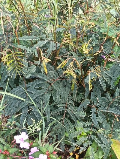 A dense bush with pinnate, feathery leaves dominates the frame. Some leaves display yellowing. Brown stalks support the foliage. At the base, clusters of pink impatiens flowers peek out amidst the greenery. Tall grasses mix within the scene, adding varied textures. The overall composition suggests a natural, overgrown setting.