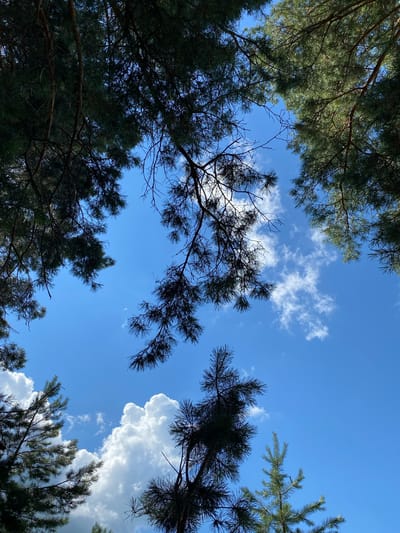 This is a low-angle, full shot of pine tree branches framing a bright blue sky with scattered white clouds. The image appears to be taken in the open air, possibly a park or natural setting, given the presence of the pine trees. The location is identified as Vagulin Rural District, Kazakhstan. The scene is devoid of any people or discernible actions, focusing solely on the natural elements of trees and sky. The lighting suggests it is daytime, with the sun illuminating the sky and clouds.