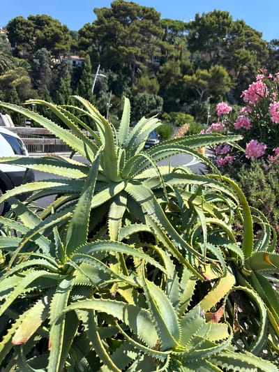 A large, healthy Aloe Vera plant is the central focus of the image, with its thick, green, spiky leaves filling the foreground. The plant appears to be thriving in a sunny outdoor environment. In the background, a paved road curves through a green, hilly landscape dotted with trees and buildings, suggesting a location in a Mediterranean coastal area. Some pink flowers are visible to the right of the Aloe Vera plant. A white car is partially visible to the left of the plant. The scene appears to be a typical view of an urban or semi-urban area in a warm climate, possibly Italy given the mention of Finale Ligure.
