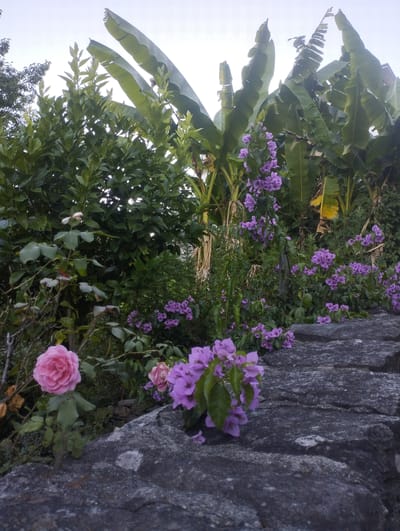 In Orselina, Switzerland, a low-angle shot captures a lush garden scene with large banana leaves dominating the upper background. In the foreground, a rough, dark grey stone wall occupies the lower portion of the image. Between the stone wall and the banana plants, various flowers are in bloom. A vibrant pink rose is visible on the left, with a pale pink rose slightly behind and to its right. Clusters of small, bright purple flowers, likely bougainvillea, are scattered throughout the midground, with a more prominent cluster near the center-right of the image. The overall impression is one of natural abundance and vibrant color in a garden setting.