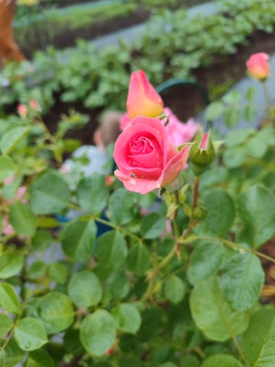 A close-up, eye-level shot focuses on a vibrant pink rose in bloom, its petals tinged with yellow at the tips and adorned with water droplets. The rose is surrounded by lush green leaves, some also speckled with water. To the right of the main rose, a small green rosebud is visible, along with another tiny bud further down the stem. In the background, out of focus, are more roses and green foliage, suggesting a garden setting. The overall impression is of a natural, damp environment, possibly after rain. The image is captured in Sovetsko-Nikol'skoe, Russia.
