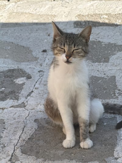 A medium shot captures a tabby and white cat sitting on a cracked concrete surface outdoors. The cat is facing forward with its eyes closed, appearing to be resting in the sunlight. Its fur displays classic tabby markings of brown and grey on its head, back, and legs, contrasted with patches of white on its chest and belly. The concrete ground shows signs of wear and tear, with visible cracks and varying textures. A faint shadow is cast on the ground behind and to the left of the cat, suggesting a light source from the right. The background is a neutral, textured concrete surface. The scene is located in Rusokastro, Bulgaria.