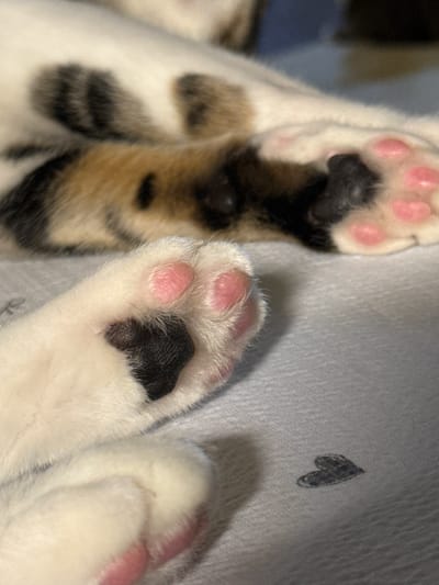 The image shows a close-up of a calico cat's paws, with one paw in the foreground and another blurred in the background. The foreground paw is white with pink paw pads and a black spot on the main pad. The background paw also shows pink paw pads. The cat's fur has patches of white, black, and ginger. The cat is lying on a light-colored textured surface, possibly a blanket or fabric. In the lower right of the image, there is a small, faint, hand-drawn heart shape on the surface. The image does not contain any discernible elements that would allow for localization in Gwangju, South Korea, or any other specific city.