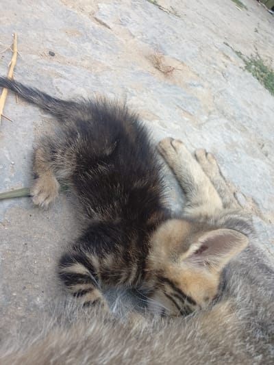 This media file captures a close-up view of two kittens nestled together on a concrete surface. One kitten, predominantly black with tabby markings, is curled up and appears to be nursing or sleeping very closely with the other. Its tail, with distinct black and brown stripes, extends to the left. The second kitten, lighter in color with tabby stripes visible on its face and paws, is nestled against the first, its head partially obscured. Its visible ear is light brown with a pinkish interior.
The ground is made of textured concrete, with some dried grass and small twigs scattered on its surface. The lighting suggests it could be daytime, with soft light casting minimal shadows. There are no people visible in the frame. The overall impression is one of peaceful coexistence and maternal care, focusing on the intimate bond between the young animals. The setting appears to be outdoors, possibly in a rural or semi-rural environment given the presence of natural debris. No text is visible in the image.