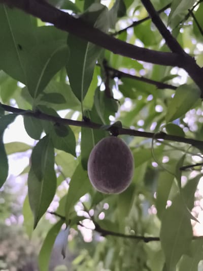 The image captures a close-up view of a small, fuzzy fruit, possibly a peach or apricot, hanging from a tree branch. The fruit is spherical and appears to be in its early stages of development. Lush green leaves surround the fruit, some overlapping and creating a soft-focus background. The branches are dark and textured, with some thinner stems supporting the leaves and fruit. The lighting suggests an outdoor setting, possibly in a garden or orchard, with diffused sunlight filtering through the foliage, creating bokeh effects in the background. The overall impression is one of natural growth and the beginning of fruit production. There are no people or other animals visible in the frame. The scene is devoid of any urban elements, making it difficult to ascertain its specific location within the city of Ocnița, Moldova, other than it is a natural setting likely within its vicinity.