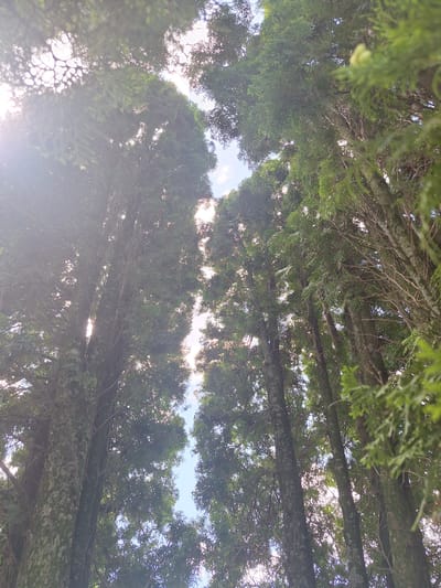 A low-angle, wide shot captures a dense canopy of evergreen trees against a bright, hazy sky. Sunlight filters through the branches and foliage, creating a lens flare on the left side of the image and illuminating the sky in patches. The trunks of several trees are visible, their bark textured and partially covered in lichen or moss. The branches and needles of the trees dominate the frame, creating a sense of being enveloped by nature. The scene appears to be an outdoor environment, possibly a forest or park, within the Блеўчыцкі сельскі Савет, Belarus. No people or animals are present in the image, and no specific actions or interactions are depicted.