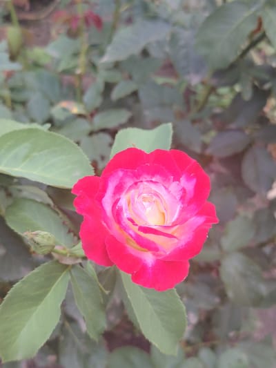 A close-up, vertical shot shows a single, blooming rose with a deep pink outer edge fading to a lighter pink and yellow towards its center. The rose is positioned in the foreground, slightly off-center to the right. Surrounding the rose are several green leaves, some in focus and others blurred in the background. To the left of the rose, a small, green, unopened rosebud is visible. The background consists of a soft blur of green and muted tones, suggesting a garden or natural setting. There are no people or animals present in the image. The scene appears to be outdoors, likely in a garden in Степное, Russia, given the presence of rose bushes and the general appearance of the foliage.