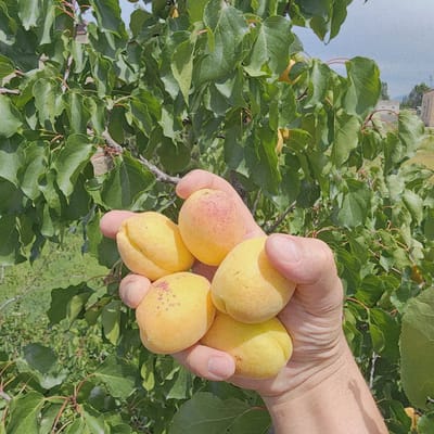 In Төрт-Күл, Kyrgyzstan, a person's hand holds a cluster of apricots. The apricots are round and yellow, with some showing reddish blush and freckles. The hand is visible supporting the fruit, with skin texture apparent. The background consists of lush green apricot tree foliage, with branches visible, and a hint of a building and distant landscape under an overcast sky. The lighting suggests it is daytime, likely outdoors in an orchard or garden.
