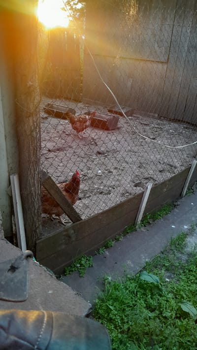 The image depicts an outdoor scene, likely a backyard or a farm enclosure, in Novhorod-Siverskyi, Ukraine, as suggested by the metadata. The setting appears to be a chicken coop enclosed by a chain-link fence and wooden planks at the bottom. The ground inside the coop is covered with dirt and debris.

Several chickens are visible within the coop. One chicken, predominantly brown with a red comb, is positioned in the foreground, looking towards the camera. In the background, two more chickens are present, also brown in color. There are a few objects scattered within the coop, including what appears to be a feeder or a trough.

The lighting suggests it is either sunrise or sunset, with strong, warm sunlight casting long shadows and creating a lens flare effect. A tree trunk is visible to the left of the frame, partially obscuring the view into the coop. Outside the coop, to the right, there is a concrete path bordered by green grass and small plants. In the lower left corner, a portion of what appears to be a boot or shoe is visible, indicating a human presence at the scene. The overall atmosphere is rustic and rural.