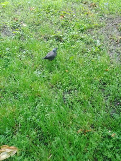 A single, dark gray bird is standing on a patch of green grass with some dry leaves scattered on the ground. The bird is facing towards the right of the frame. The background consists of more grass and some patches of bare earth. There are no discernible buildings, roads, or other urban features visible in the image, making it impossible to determine its location within Myrhorod, Ukraine.