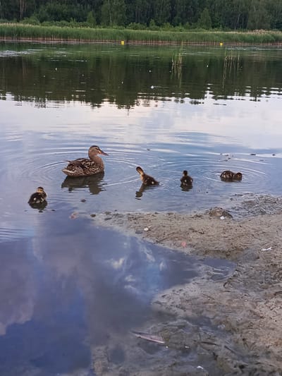 A mother duck and four ducklings are swimming in a body of water. The mother duck is in the center of the image, facing right. The ducklings are scattered around her. The water is calm and reflects the sky and trees in the background. The background shows a line of reeds and a forest. This scene is likely located in Biaroza, Belarus, a region known for its natural landscapes and wetlands, making it a plausible habitat for ducks.