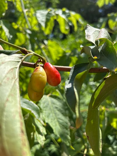 In Zaboizkiy, Russia, a close-up shot focuses on a branch of a tree bearing small, oval-shaped fruits. Two yellow fruits hang together, with a single red fruit positioned slightly above and to the right of them. The fruits are glossy and appear to be ripe. The branch is brown and woody, with several green leaves surrounding the fruit. The background is a blur of green foliage, suggesting an outdoor setting in a natural environment. The lighting is bright, indicating it is daytime, possibly in the late morning or early afternoon.