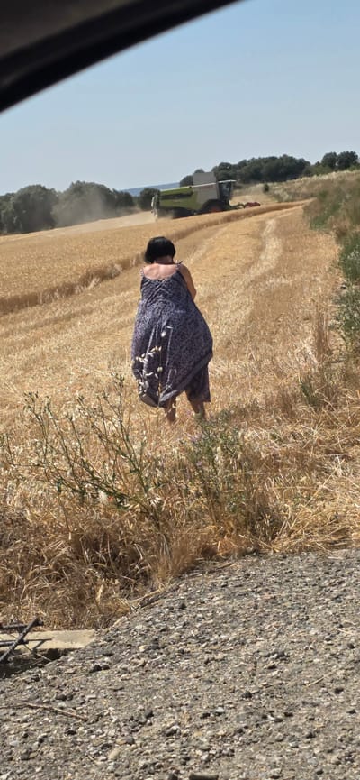 A person is standing in a wheat field in Angüés, Spain. The person is facing away from the camera and wearing a patterned dress. A combine harvester is operating in the background, harvesting the wheat. The sky is clear and blue. The field is dry and golden, suggesting it is harvest season. There are trees in the distance and some vegetation in the foreground. The ground in the foreground is covered in gravel.