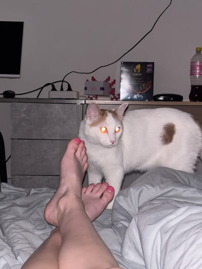 An indoor, vertical shot shows a white and ginger cat interacting with human feet next to a bed. The cat, mostly white with a brown patch on its back and ginger markings on its head, is lying on a grey surface next to the bed. Its eyes glow intensely orange, a common effect from flash photography. Two human feet, with bright pink nail polish on the toes, are visible, one resting on the grey surface near the cat, and the other further back on the light grey, rumpled bedding.
The setting appears to be a bedroom or a personal living space. To the left of the cat and feet, a white wall is visible with various objects attached or resting against it. A black cable runs across the wall. On a shelf above the cat, a plastic bottle, possibly containing water or soda, and a dark oval object (potentially sunglasses or a remote) are present. Below the shelf, a box of tea is visible, with text that reads "CURTIS," "ELEGANT," and "EARL GREY." Further down, a small pixel art decoration, resembling an alien from the game Space Invaders, is affixed to the wall. Below this, a white power strip with multiple plugs and black cables is connected to electrical outlets, with a part of a dark monitor screen visible at the bottom left. The lighting is dim, suggesting it is nighttime or the room is dimly lit. The overall scene captures a quiet, domestic moment. The location context is Ligolambi, Russia.