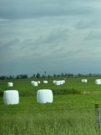 The scene depicts a rural landscape under an overcast sky. A field of tall green grass stretches out, marked by a series of white, rectangular hay bales wrapped in plastic. The bales are spaced intermittently across the field, appearing to diminish in size with distance. A line of trees separates the field from the cloudy sky, suggesting the edge of the agricultural area. Fences run through the green grass field. The location is Manolsko Konare, Bulgaria, but no specific details confirm the location. No people are visible.