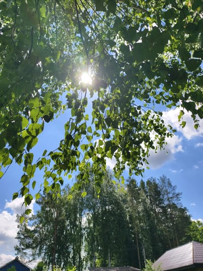 The image depicts a bright, sunlit scene of foliage against a blue sky with scattered clouds. The foreground is dominated by the leaves and branches of a tree, with sunlight filtering through the leaves, creating a dappled effect. The leaves are predominantly green and appear to be from a deciduous tree, possibly birch, given their shape and arrangement. In the background, a dense line of tall trees, including pines and other types, forms a verdant wall. Below the trees, a portion of a residential area is visible, with the corner of a dark blue house with a dark roof on the left, and a house with a silver, corrugated roof on the right. The overall impression is one of a sunny day in a suburban or rural setting. The specific location is identified as Malaya Shil'na, Russia.