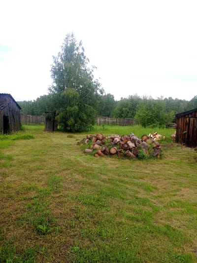 The image depicts a rural scene likely located in the city of Kuytun, Russia. The foreground is dominated by a grassy yard with patches of dry grass. To the right of the yard, a large pile of chopped firewood is stacked. Behind the firewood, a dark wooden shed with a visible door stands.
Further back, a tall birch tree with lush green foliage stands in the center of the frame. Adjacent to the birch tree, a small, weathered wooden structure, possibly an outhouse, is visible. A wooden fence runs across the middle ground, separating the yard from a dense forest in the background. To the far left, a dilapidated wooden structure with an open doorway is partially visible. The sky is overcast and appears white. No people are present in the image.