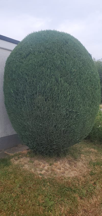 A large, perfectly spherical evergreen bush is positioned in front of a building with a grey, textured wall and a dark roofline. The bush is dark green and densely packed with needle-like leaves, creating a smooth, rounded surface. The ground in front of the bush consists of dry, brown grass mixed with patches of greener, clover-like vegetation. A grey, paved walkway or foundation is visible at the base of the building, extending towards the bush. The sky above is overcast and pale. The scene appears to be an outdoor residential or commercial property in Lauf, Germany, with the spherical bush serving as a prominent ornamental feature.
