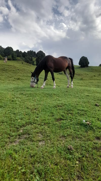 A brown horse with white markings on its face and legs grazes in a grassy field. The horse is wearing a halter. In the background, there is a rolling green hillside with scattered trees and a cloudy sky. A person in a light-colored garment is visible on the hillside in the distance.