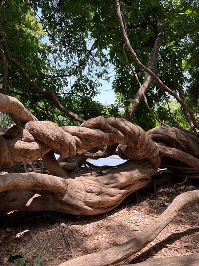 A low-angle shot captures a cluster of gnarled tree trunks and branches in what appears to be a forest or park in Hale Bandi Harlapura, India. The thick trunks of the primary tree are light brown, smooth, and deeply furrowed. A twisting vine, similarly colored but with a rougher texture, spirals around one of the trunks. Sunlight filters through the canopy, creating light and shadow on the trunks and the ground covered with dry leaves and debris. In the background, lush green foliage fills the upper left portion of the frame, partially obscuring patches of pale blue sky.