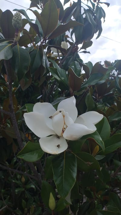 A close-up, low-angle shot captures a white magnolia flower in bloom, attracting several bees. The flower is centered in the frame, with its large, creamy white petals unfurling. Several bees are visible on and around the petals, some appearing to be collecting pollen. The background consists of lush green magnolia leaves and branches, with a hint of a cloudy sky at the top. A developing magnolia bud is also visible in the upper left quadrant. The scene is set outdoors, likely in a garden or natural area, as indicated by the presence of the flowering plant and its surrounding foliage. The location is specified as Νέα Κερασιά, Greece.