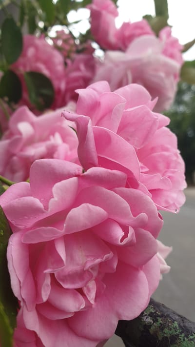 A close-up, slightly angled shot captures a cluster of vibrant pink roses with dew drops on their petals. The roses are in various stages of bloom, with some fully open and others just beginning to unfurl. In the foreground, a textured, dark green, and weathered metal railing is partially visible, suggesting an outdoor setting. The background is softly blurred, with hints of green foliage and a neutral, indistinct area that could be a pathway or a wall. The lighting is soft, highlighting the delicate texture of the rose petals. The image was taken in Vrchotovy Janovice, Czechia.
