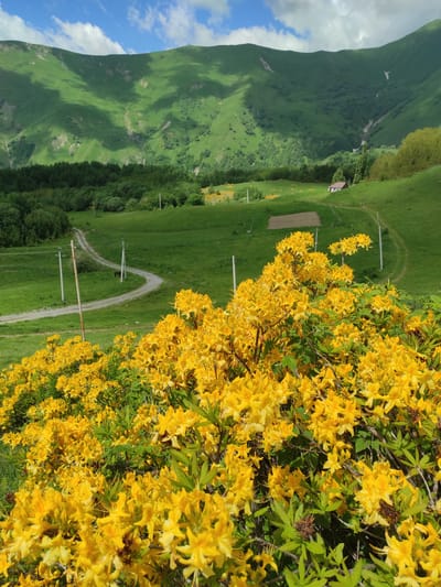 In Kumlistsikhe, Georgia, a close-up view of a lush bush filled with vibrant yellow flowers dominates the foreground of the image. These blossoms, with their delicate petals and bright hue, create a dense and textured floral display. Behind the flowers, a winding dirt road carves its path through a rolling green landscape. A solitary brown horse can be seen grazing near the road. In the middle ground, a small, simple building with a blue roof and white walls sits nestled on a grassy hill. Beyond the building, a vast, imposing mountain range stretches across the horizon, its steep slopes dappled with sunlight and shadow, indicating a partly cloudy sky. The overall scene captures a serene and picturesque natural setting in the Georgian countryside.