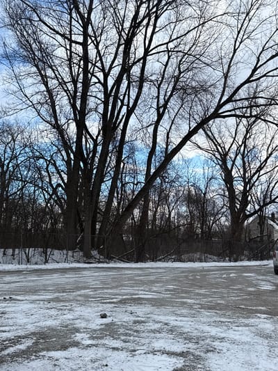 A winter scene captures a sidewalk or road covered with snow and ice, adjacent to a row of tall trees. The trees are bare, their dark branches reaching towards a light blue, partly cloudy sky. The perspective is slightly tilted, giving a unique angle to the stark contrast between the wintry ground and the intricate network of tree branches. The overall impression is one of cold beauty and the quiet stillness of winter.