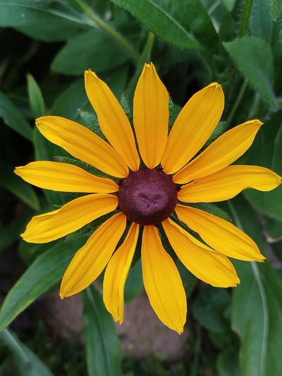 This is a close-up, top-down photograph of a black-eyed Susan flower. The flower is centered in the frame, with its bright yellow petals fanned out around a dark, purplish-brown center. The petals are elongated and slightly curved, with delicate veins visible. Some of the petals have a slight wave or curl. The center of the flower appears textured, composed of many tiny florets. The background consists of lush green foliage, suggesting an outdoor setting, possibly a garden or a natural landscape. The leaves are a deep green and slightly out of focus, which helps to draw attention to the vibrant flower. There are hints of brown and gray in the lower background, which might be soil or rocks. The lighting appears natural, consistent with daytime. No people, text, or specific events are depicted. The overall impression is one of natural beauty and the simple elegance of a blooming flower. The location context indicates it was taken in the Krupykitski Sel'ski Savet, Belarus.