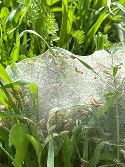 The image displays a close-up view of a natural outdoor scene featuring a dense, white, translucent silken web enveloping multiple green herbaceous plants. Numerous caterpillars, predominantly light brown or tan with distinct longitudinal darker stripes, are present within and on the surface of this web structure. The caterpillars vary in size, suggesting different developmental stages, and are distributed across the web, some appearing to be at rest while others may be actively moving. The web is interwoven around various plant stems and leaves, including narrow grass blades and broader green foliage. The background shows out-of-focus vibrant green vegetation, indicating a lush, sunny environment. The scene is located in a natural or landscaped area within the city of Modiin-Maccabim-Reut, Israel. No human subjects or man-made objects are visible.