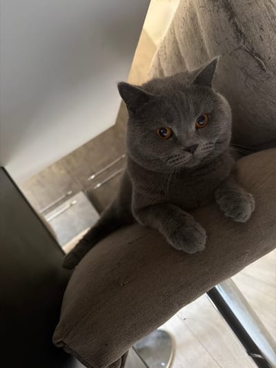 A British Shorthair cat with grey fur and amber eyes is lying on a textured, beige-colored surface that appears to be part of a piece of furniture, possibly a chair or sofa. The cat's body is mostly visible, with its front paws resting on the surface. The background of the image is blurred, showing what looks like an interior scene with modern cabinetry and flooring. The lighting suggests an indoor environment, possibly a residential space. The image does not depict any specific location within the city of Spinea, Italy, nor does it contain any people or interactions.