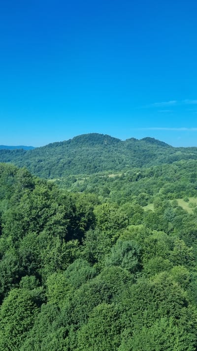 This image depicts a verdant landscape dominated by lush green forests under a clear blue sky. In the foreground, the canopy of dense trees stretches out, with varying shades of green indicating different species or light exposure. The middle ground features rolling hills also covered in dense forest, creating a textured, undulating terrain. In the distance, a larger, rounded mountain, entirely blanketed in trees, forms the horizon. Faintly visible on the far left, are the outlines of additional hills or mountains. The scene is devoid of human presence or any man-made structures, emphasizing a natural, wild environment. The location is specified as Volosianka, Ukraine, suggesting this is a panoramic view of the region's natural scenery.