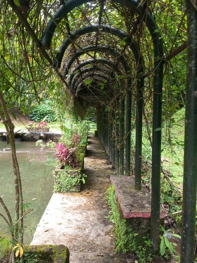 The image displays an outdoor scene within a botanical setting in Kanand, India. A concrete pathway, exhibiting signs of moisture and moss growth, extends from the foreground into the distance, descending slightly. To the right of this path, a low stone wall, heavily encrusted with green moss and topped with a concrete slab, runs parallel to the path and serves as the base for a series of dark-colored metal arches. These arches form a long trellis or pergola structure, heavily overgrown with dense green vines and foliage, creating a shaded canopy. To the left of the pathway, a calm body of water, likely a pond or canal, reflects the surrounding greenery. The water is bordered by concrete retaining structures. Along the water's edge, multiple rectangular planters are visible, containing various plant species, some featuring vibrant pink and red leaves. Thin tree trunks with minimal foliage are present near the water. The background is characterized by lush, dense green vegetation, including trees and undergrowth. No individuals or specific actions are depicted in the scene.