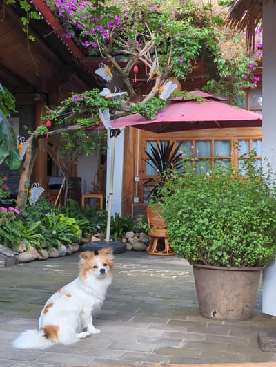 A medium shot shows a small, fluffy dog with white and tan fur sitting on a brick patio in front of a building. The dog is facing left and looking at the camera. The building has wooden walls and large windows with white curtains. A red umbrella is open in front of the windows. A large potted plant with green leaves is to the right of the dog. In the background, there are trees with purple flowers, and decorative white butterflies are hanging from the branches. The patio is bordered by stones and lush green plants. The overall scene appears to be an outdoor seating area in a courtyard, likely a commercial establishment such as a guesthouse or restaurant in Gucheng District, China.
