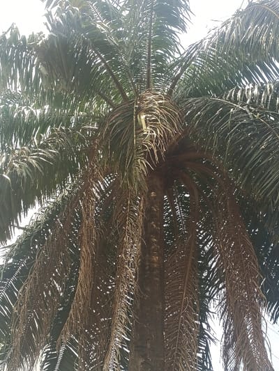 The image shows a palm tree in Adanisievbe, Nigeria. The tree is located at latitude 5.951 and longitude 5.697. The tree's trunk is brown, and the leaves are a deep green. The sky is clear and the sun is bright. The leaves of the palm tree are long and slender, and the branches are spread out in a circular pattern. There is no visible sign of any humans or animals in the picture.