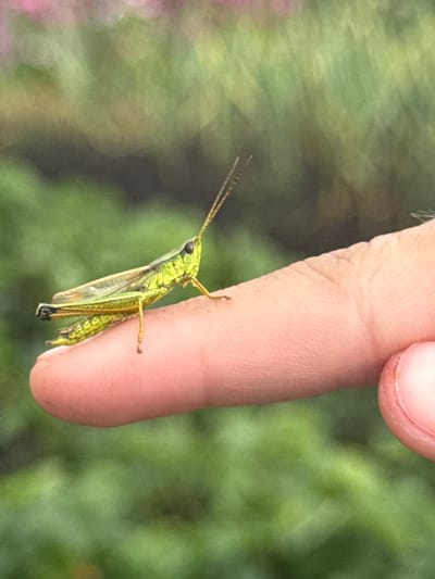 A close-up, shallow depth of field shot shows a bright green grasshopper perched on a human finger. The grasshopper is facing left, with its antennae extended and its long hind legs visible. Its body is segmented with dark markings, and its wings are a translucent green. The human finger is light-skinned and positioned diagonally across the frame, with the tip of the finger slightly out of focus. The background is a blur of green foliage, suggesting an outdoor, natural setting. The lighting appears to be natural daylight, likely during the day, with no strong shadows. The image evokes a sense of connection with nature, capturing a moment of delicate interaction between a human and an insect. The location context provided is Mursalimkino, Russia, which aligns with the natural, outdoor scene. There is no visible text in the image.