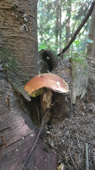 A single mushroom with a reddish-brown cap and a white stem is growing at the base of a tree in a forest. The ground around the mushroom is covered in pine needles and small branches. The background is out of focus, showing trees and dappled sunlight. The scene is located in North Bend, United States.