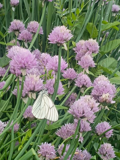 The image captures a close-up outdoor scene in Gabdyukovo, Russia, primarily featuring numerous flowering chive plants (Allium schoenoprasum). The frame is densely populated with spherical clusters of light purple (lilac/lavender) blossoms, each composed of numerous small, spiky florets. These flowers are supported by tall, slender, tubular green stems. A white butterfly, identified by its distinct dark venation on white wings as a Black-veined White (Aporia crataegi), is prominently positioned in the lower-central portion of the image, partially obscuring a flower stem. Its wings are slightly open, revealing the intricate vein pattern. The background consists of additional blurred green foliage, including more chive stems and broader green leaves, indicating a natural, unmanicured environment. Natural light illuminates the scene, creating a soft focus effect on the background elements.