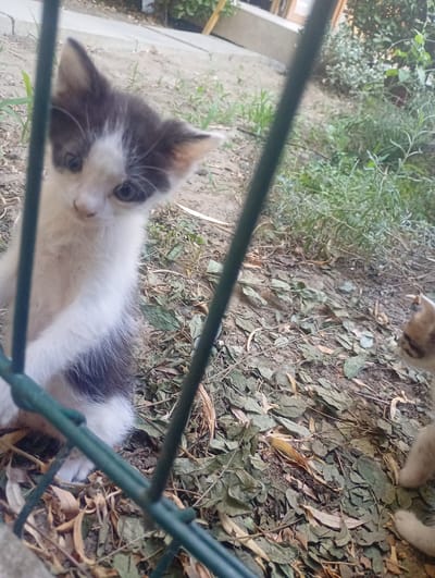A young, black and white kitten is standing on its hind legs, looking directly at the camera through a green metal fence. The kitten has grey markings on its head and ears, with a white face and chest. Its body is mostly white with some black fur on its hindquarters. The kitten is positioned in the foreground, with its paws resting on the ground. The background consists of dry leaves, dirt, and some green vegetation, suggesting an outdoor setting. A second, partially visible kitten, with a light brown and white coat, is present to the right of the frame. The scene appears to be in a residential area, potentially a garden or backyard. No people are visible in the image. The location is specified as Aidemir, Bulgaria.