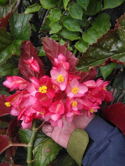 A human hand, originating from the lower right of the frame, is holding a cluster of vibrant pink Begonia flowers, each featuring a bright yellow center. The visible portion of the hand exhibits a light skin tone. Part of a blue garment sleeve with an olive-green cuff is visible on the right side of the image, covering the forearm of the individual holding the flowers. Surrounding the flowers are various plant leaves: large, dark green leaves with reddish undersides and textured surfaces, consistent with Begonia foliage, and lighter green, smaller leaves in the background. The scene depicts an outdoor garden setting in Cijedil, Indonesia. No other individuals or specific man-made structures are visible.