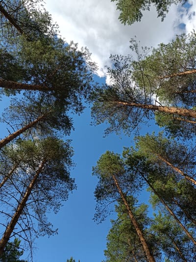 The image is a low-angle shot looking up at pine trees against a clear blue sky with scattered white clouds. The trees are tall and slender, with rough, brown bark and dark green needles. The perspective creates a sense of looking up through a forest canopy. The scene is consistent with the natural environment found in Tuusniemi, Finland, which is characterized by extensive forests and lakes. There are no people or animals visible in the image, nor any human-made objects. The lighting suggests it is daytime.