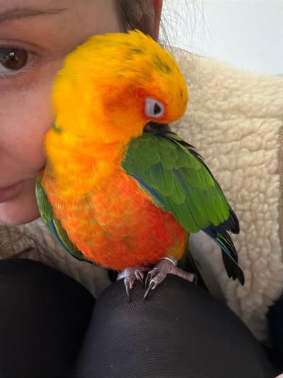 A close-up image depicts a multicolored parrot, likely a Sun Conure, perched on a human's upper leg or thigh. The bird features a vibrant yellow head, an orange chest and belly, and green wings with visible blue secondary feathers. A silver band is present on the bird's left leg. Its right eye is partially visible, appearing relaxed. The bird's sharp, dark claws are gripping dark, textured fabric, consistent with leggings or pants. To the left, a portion of a human face is visible, showing a brown eye and part of the cheek and nose area. Dark hair frames the visible facial features. The human is also wearing a light-colored, fluffy, possibly sherpa-lined garment on the upper body, partially seen behind the bird. The interaction shows the bird resting closely against the human. The background is indistinct and uniformly light, suggesting an indoor setting. The precise location within the city of Nosovo, Russia, cannot be determined from the visual information provided in the image.