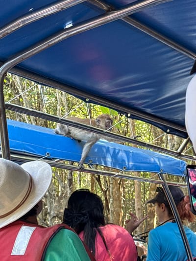 A monkey clings to the side of a boat, gripping a blue support bar. The boat has a blue canopy and metal framework. Tourists are aboard, including a person in a blue shirt pointing with their finger and a woman in a hat. The background shows a mangrove forest. The scene is captured from a slightly tilted perspective.
