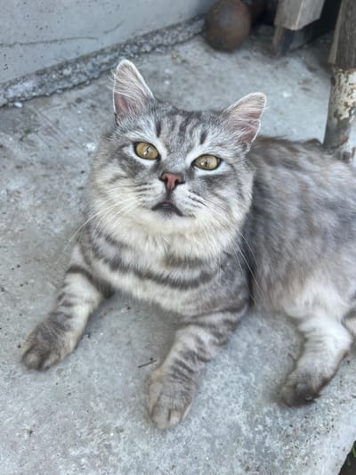 A grey tabby cat with yellow eyes is lying on a concrete surface. The cat is looking directly at the camera. The background is blurred and appears to be outdoors, possibly in a yard or alley. In the upper right background, there is a wooden structure and a metal pole. In the upper left, there is a textured concrete wall. The cat's fur is short and striped. The concrete surface is rough and speckled with small dark marks. The lighting suggests it is daytime. The image was captured in Solontsy, Russia.